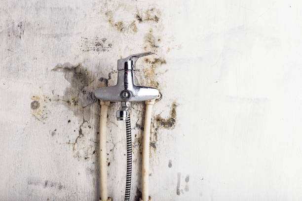 Best Kitchen Mold Remediation in Phoenix, IL