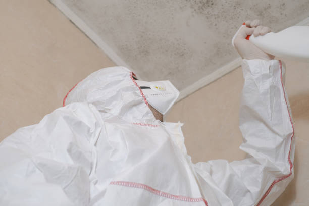 Best Post-Flood Mold Remediation in Phoenix, IL